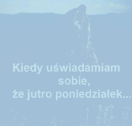 Niedźwiedź jutro poniedziałek
